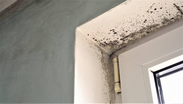  Minot, ND Mold Removal Pros